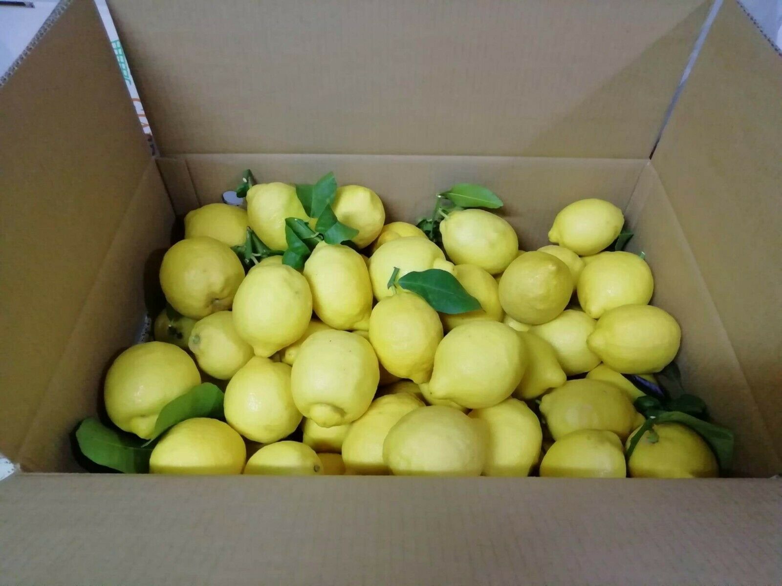 Limoni Bio Scatola da 20 kg